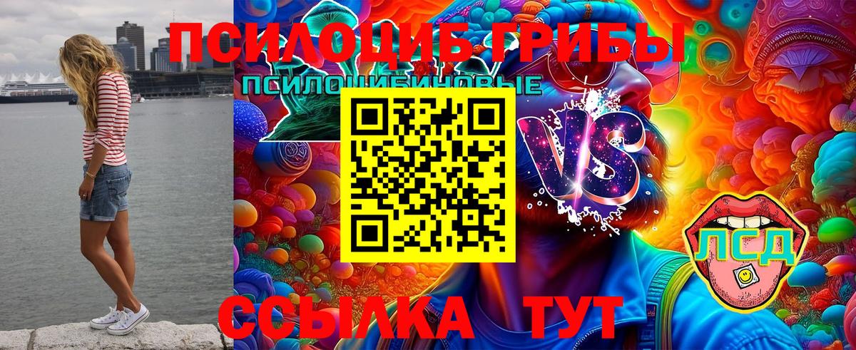 где найти   Вход с VPN  Бузулук  Псилоцибиновые грибы Psilocybe 
